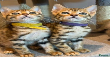 Bengal cats - Advert 6