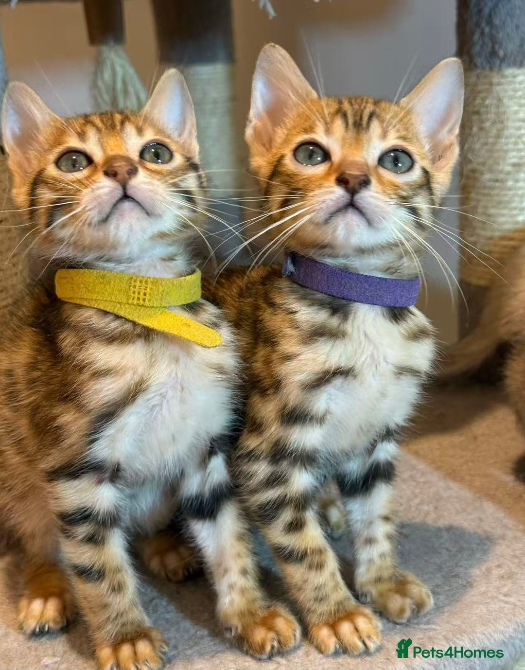 Bengal cats for sale: Exquisite TICA Registered gold&snow BengalKittens  - Image 3