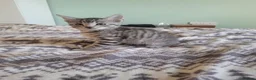 Mixed Breed cats for sale: Kittens for sale - Advert 35
