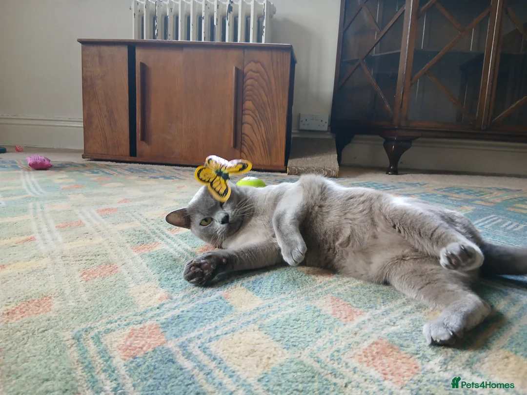 Burmese cats for sale: Blue Burmese Female. GCCF Reg.  - Advert 7