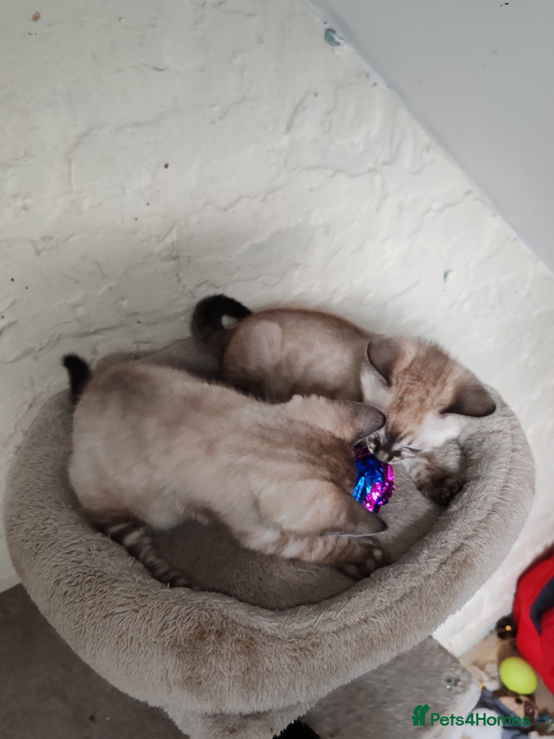 Bengal cats for sale: Snow lynx bengal kittens - Advert 7