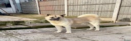 Akita dogs for stud: Proven Akita Stud Available  - Advert 3