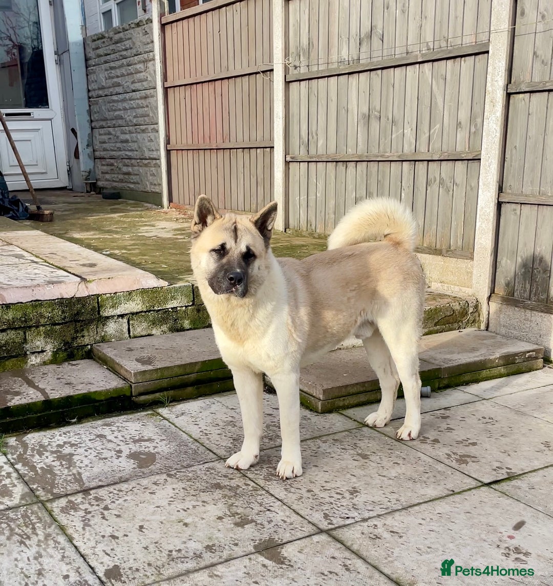 Akita dogs for stud: Proven Akita Stud Available  - Advert 3