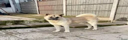 Akita dogs for stud: Proven Akita Stud Available  - Advert 3