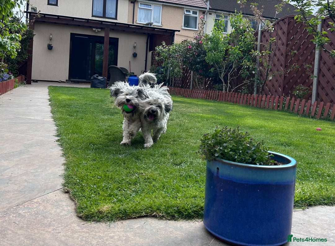 Havanese dogs for stud: Havanese for stud in Feltham - Image 10