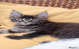 Maine Coon cats for sale: Maine coon purebred pedigre xl in Barnsley - Image 2