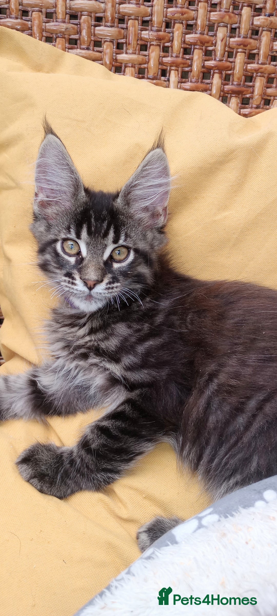 Maine Coon cats for sale: Maine coon purebred pedigre xl in Barnsley - Image 2