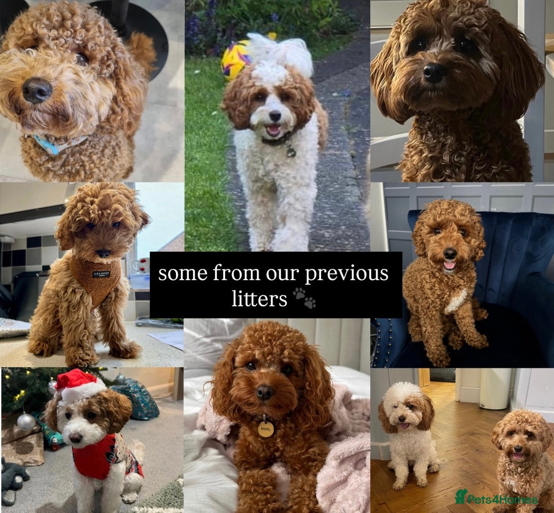 Cavapoo dogs for sale: Stunning Cavapoochon’s for sale (2 left) - Advert 21