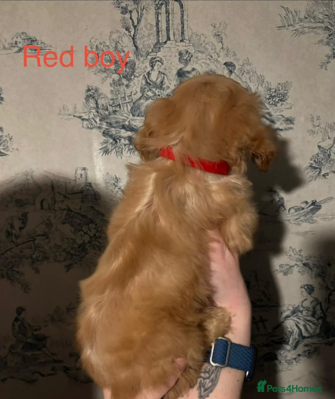 Cockapoo dogs for sale: Beautiful F1b Cockerpoo Puppies – in Bradford - Advert 22