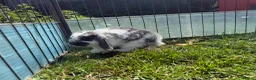 Mini Lop rabbits for sale: Litter of Mini Lop bunnies  - Advert 21