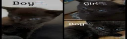 British Shorthair cats for sale: Beautiful babies x - Advert 2