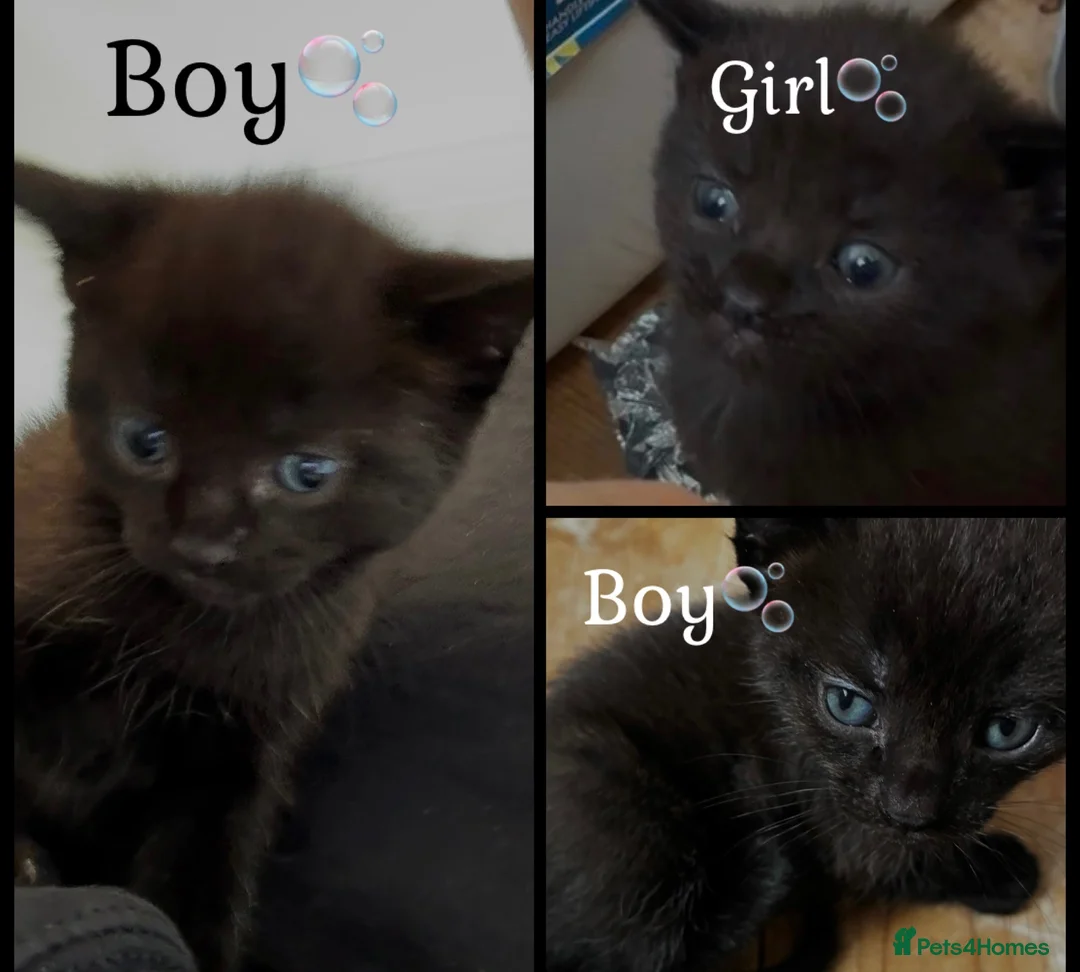British Shorthair cats for sale: Beautiful babies x - Advert 2