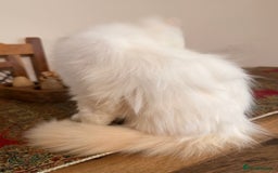 Ragdoll cats for sale: Long-haired Ragdoll Kitten Icy Blue Eyes 💎🐾 - Image 6