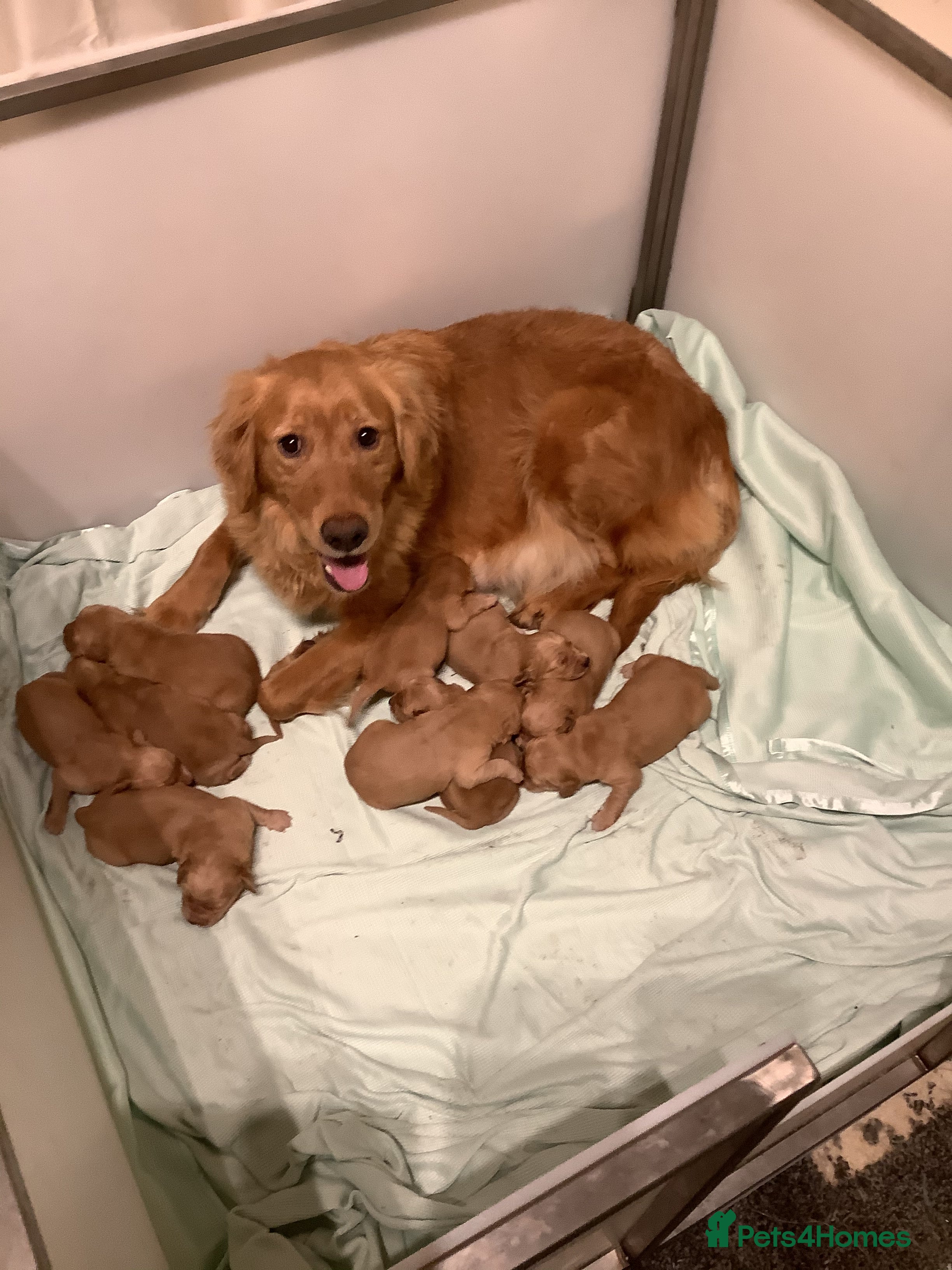 Golden Retriever dogs Gorgeous dark kc golden retriever pups - Advert 1