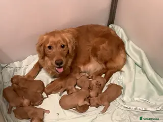 Golden Retriever dogs Gorgeous dark kc golden retriever pups - Advert 1