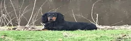 Cocker Spaniel dogs for sale: KC Registered Cocker Spaniels– 🔥READY NOW🔥 - Advert 14