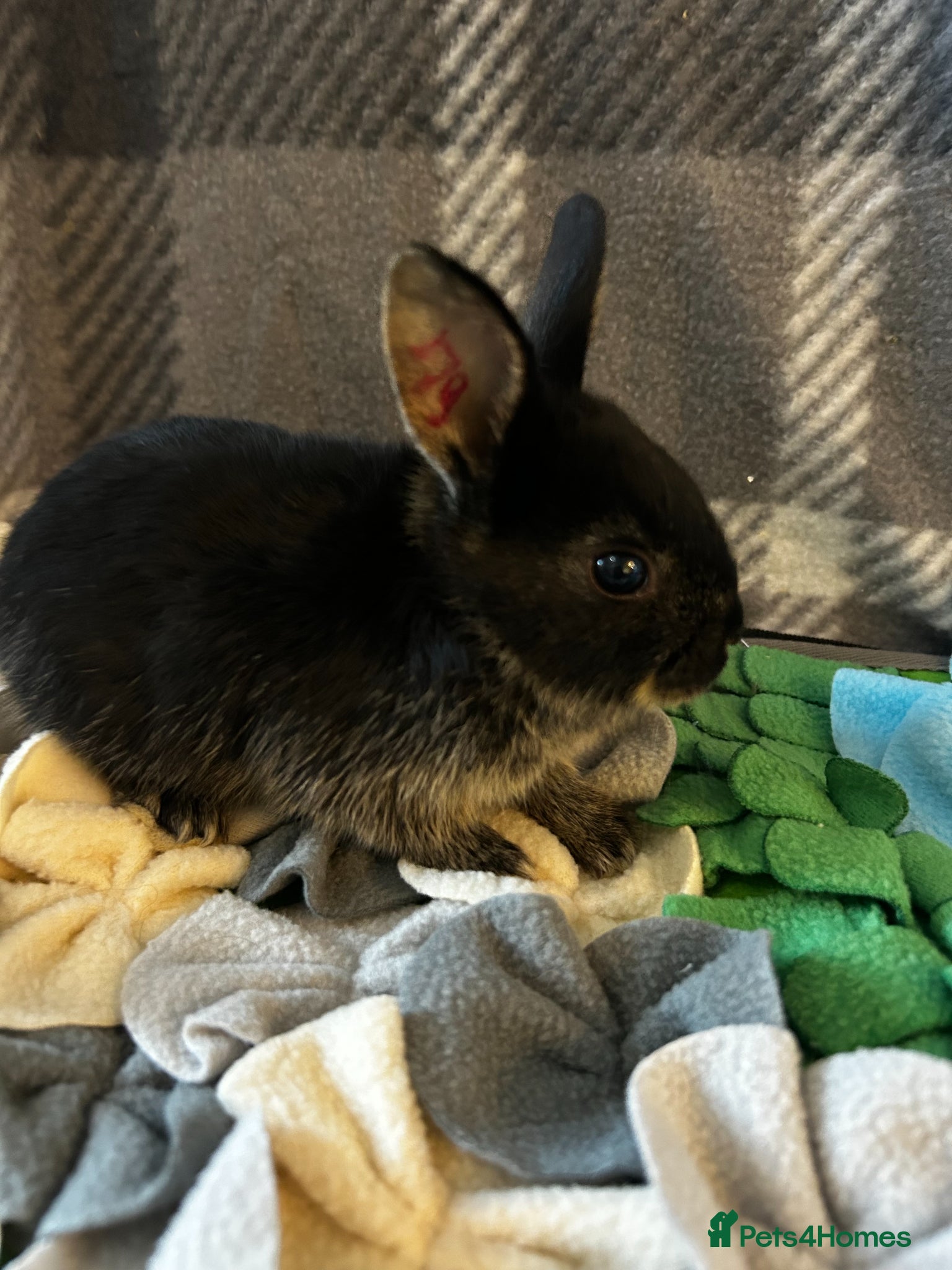 Mixed Breed rabbits for sale: Adorable baby rabbits ready for sale now - Advert 6
