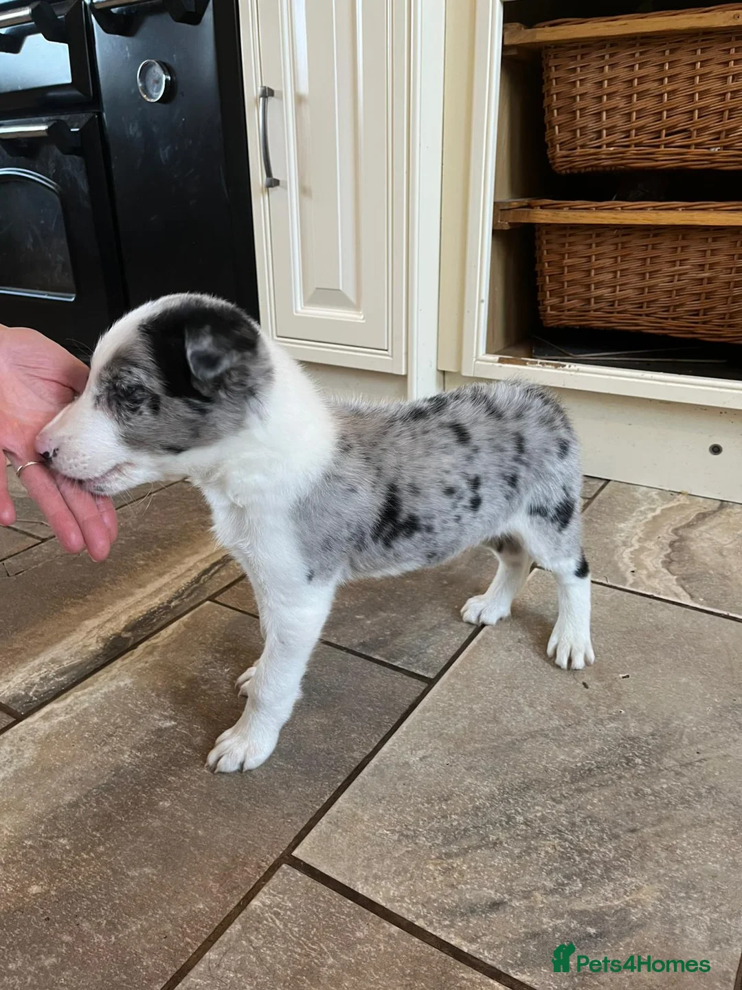 Border Collie dogs for sale: Working bloodline Blue merle pup - Advert 13