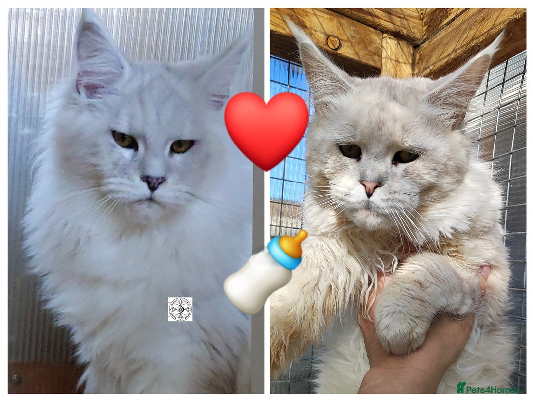 Maine Coon cats for sale: Unique maine coon kittens ❤️ - Advert 28