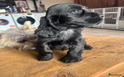 Cocker Spaniel dogs for sale: Show quality pups available  - Image 10