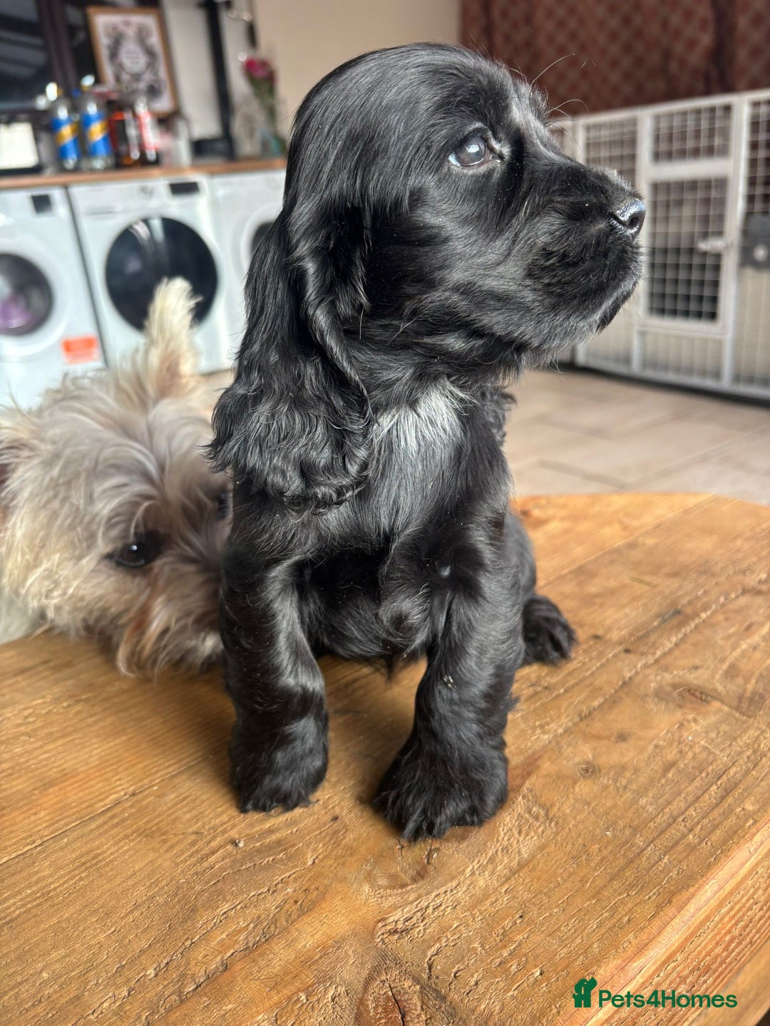 Cocker Spaniel dogs for sale: Show quality pups available  - Image 10