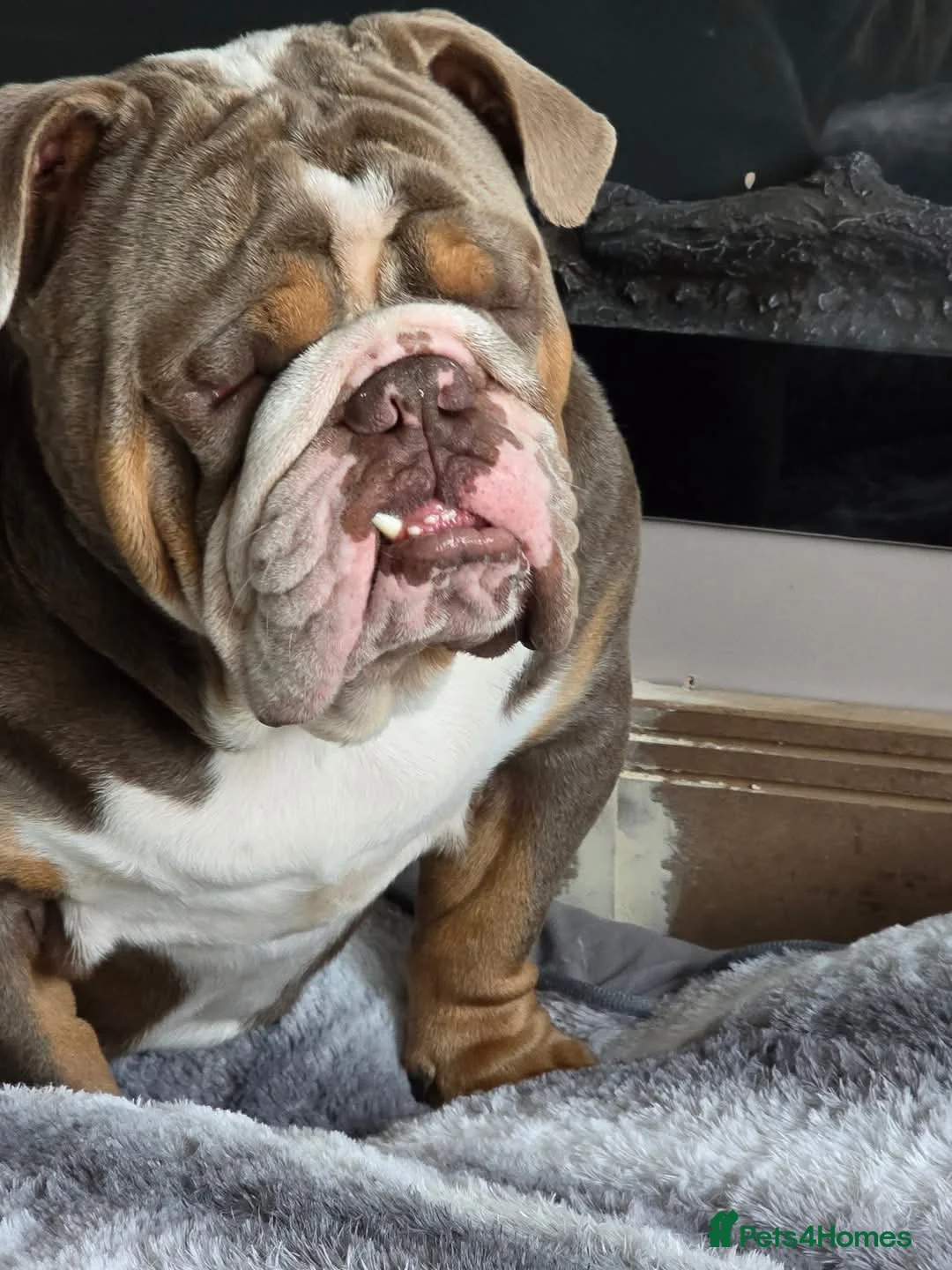 English Bulldog dogs for stud: Dahmer for stud - Advert 4