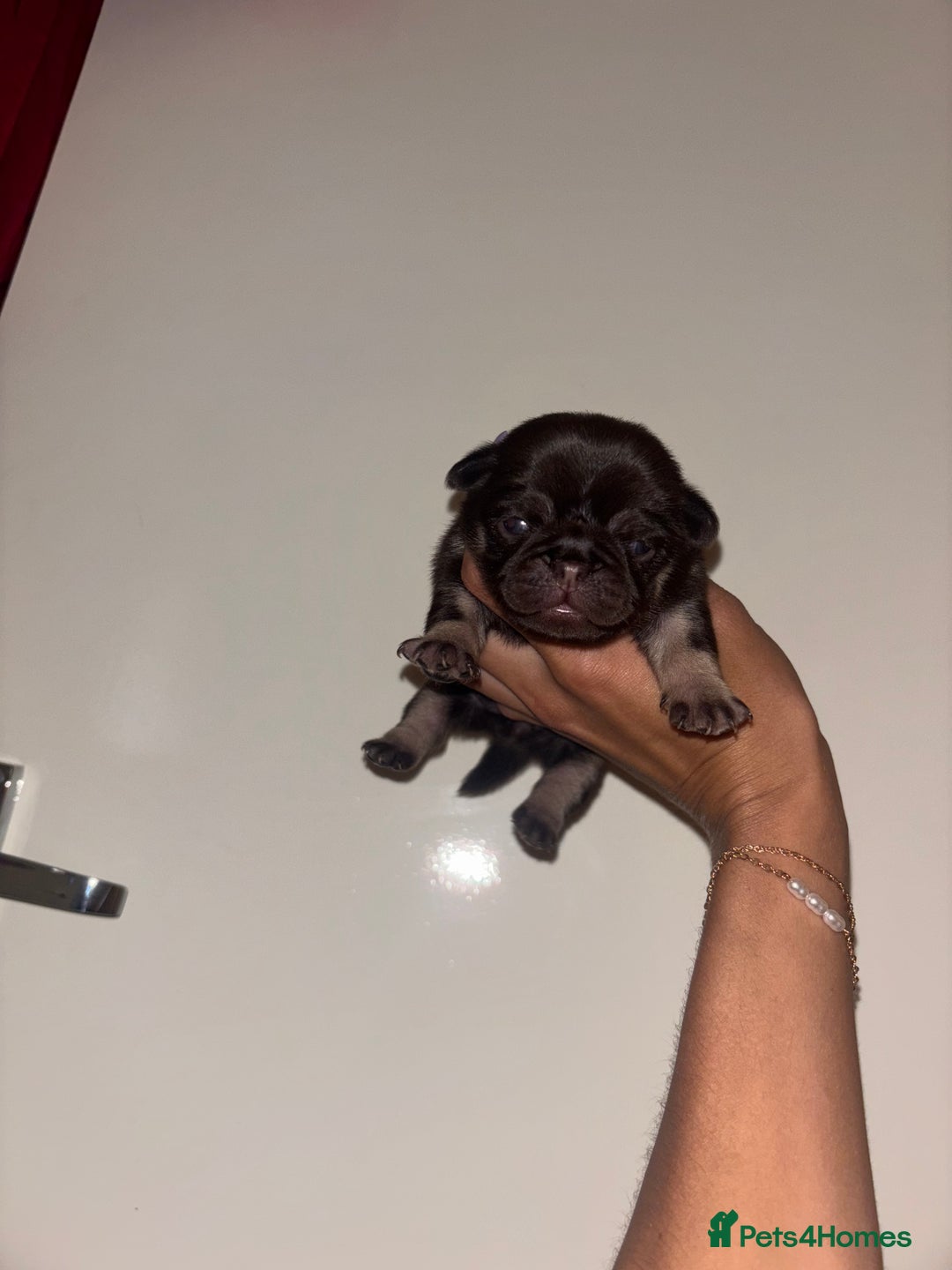 Pug dogs for sale: Beautiful kc registered Pug puppies - Image 17