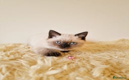 British Shorthair cats for sale: British Shorthair kittens  - Image 13