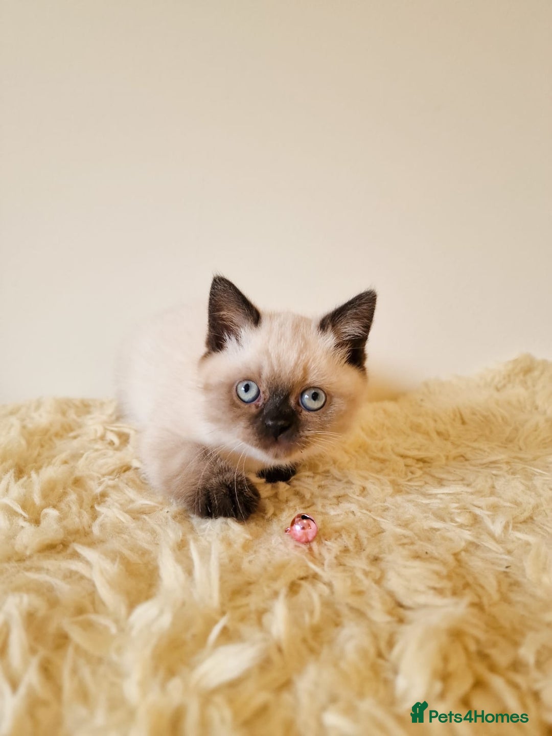 British Shorthair cats for sale: British Shorthair kittens  - Image 13