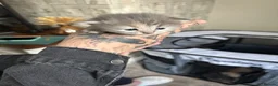 Perdoll cats for sale: Persian babies  in Doncaster - Advert 4