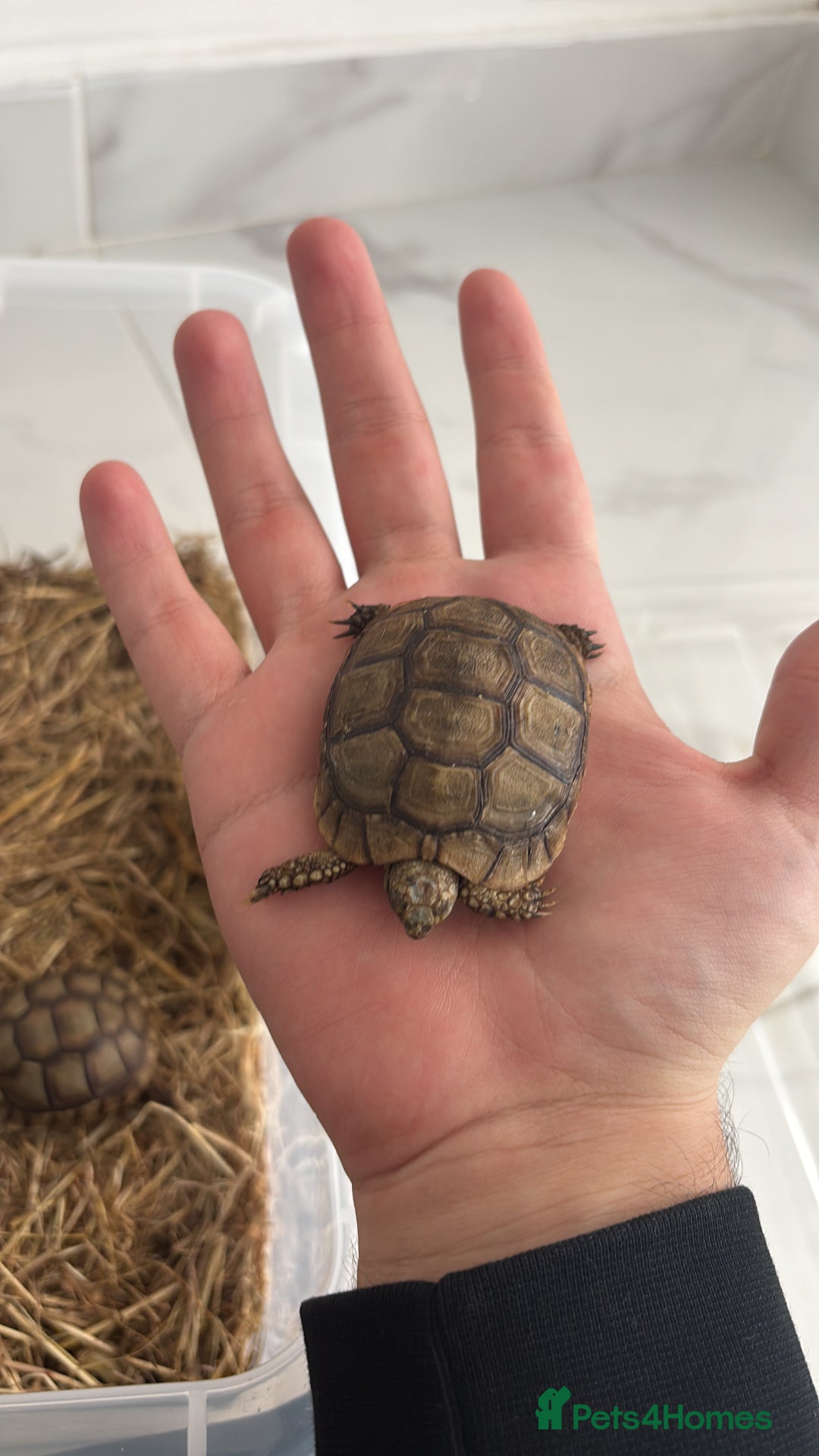 Tortoise reptiles for sale: Tortoise - Advert 2