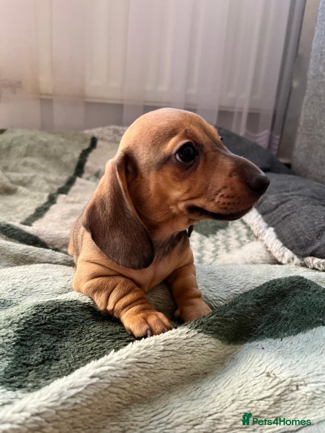 Dachshund dogs for sale: Mini miniature Dachshund  - Image 8