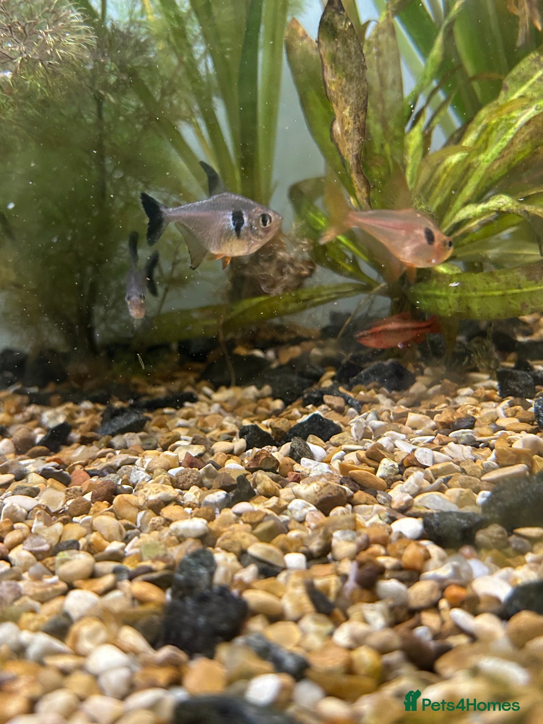 Other/Mixed Breed fish for sale: Fish tank and fish for sale - Advert 10