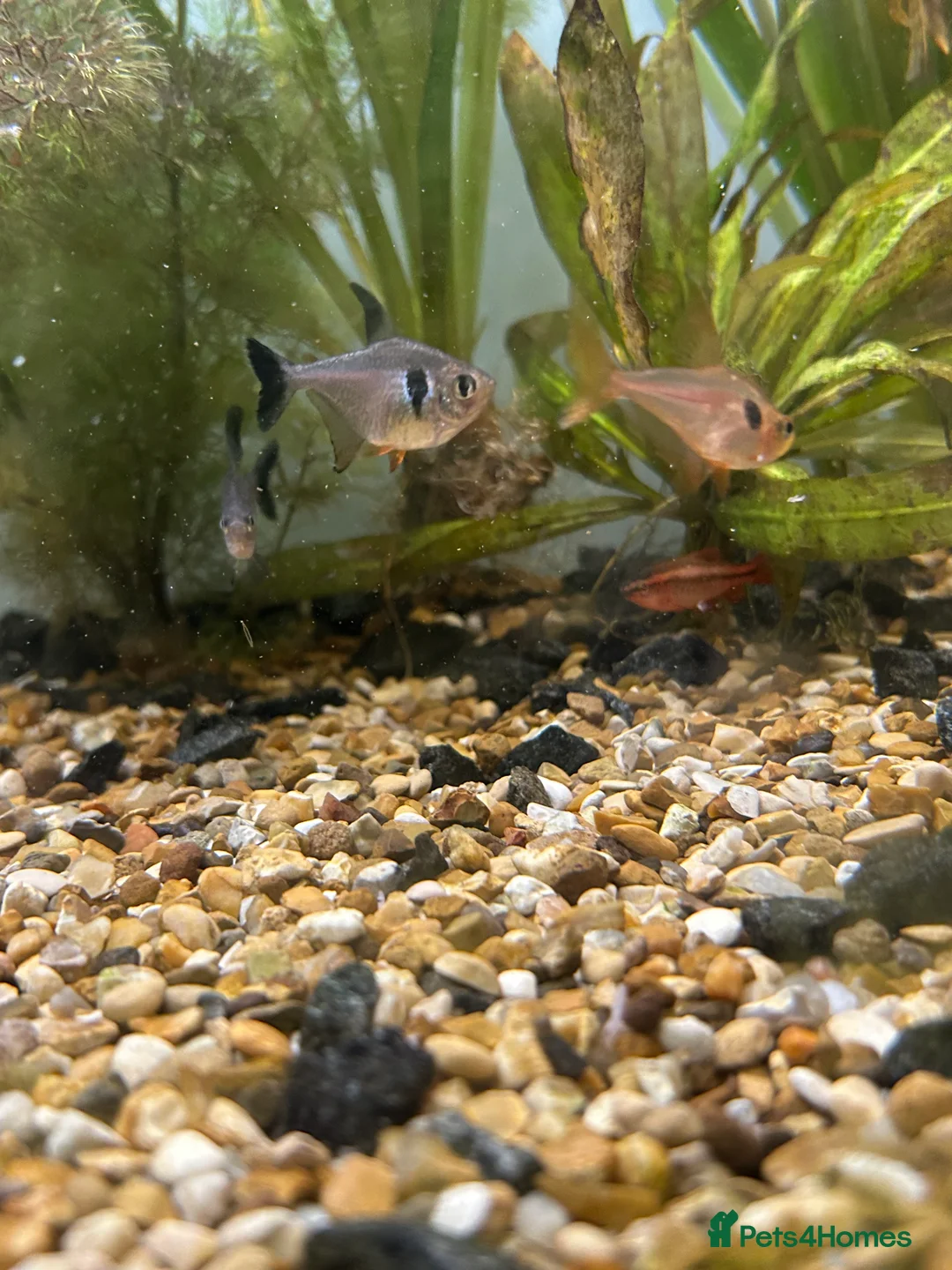 Other/Mixed Breed fish for sale: Fish tank and fish for sale - Advert 10