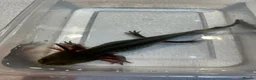 Axolotl reptiles for sale: Axolotl Jeuveniles  - Advert 20