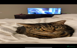 Domestic Shorthair cats for sale: Two Loving Sister Cats Need a New Home  - Image 3