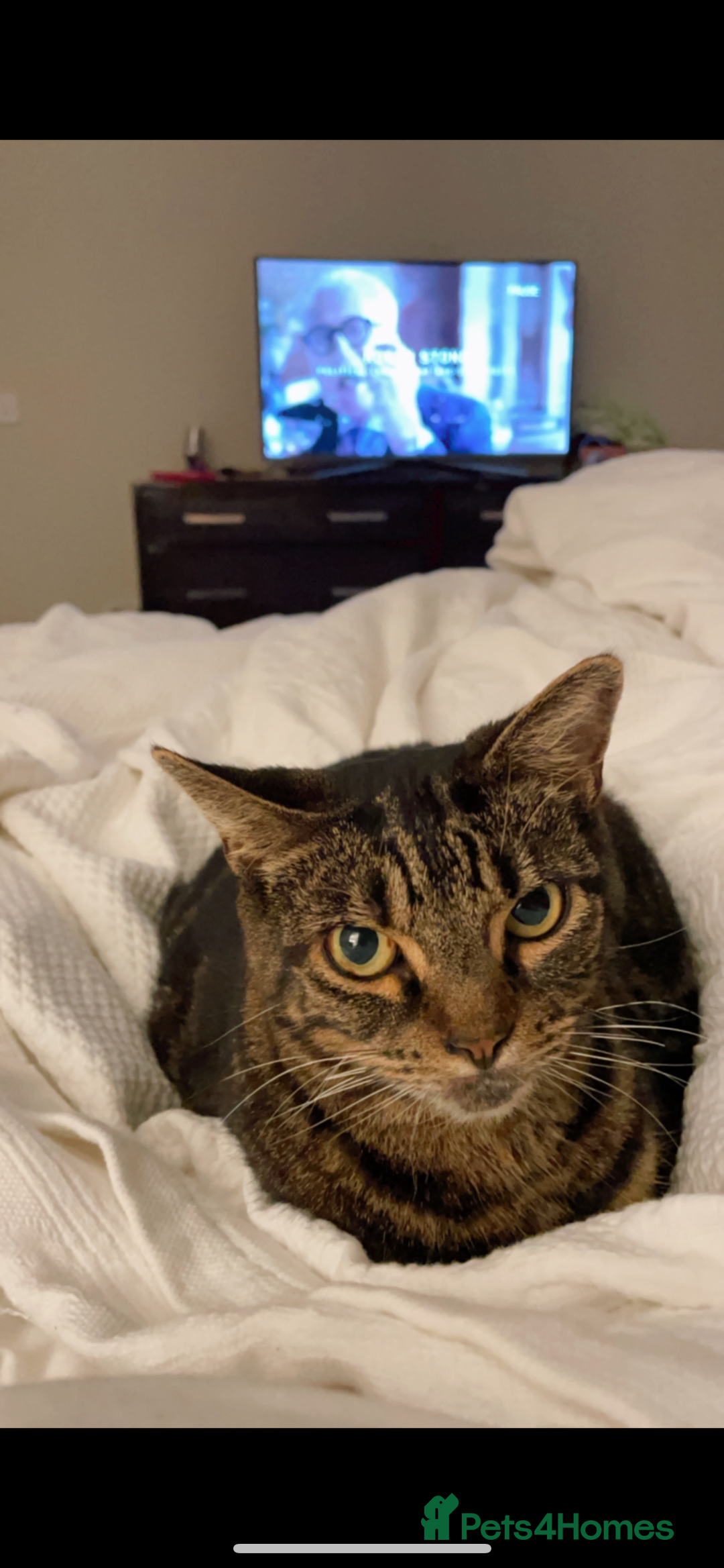 Domestic Shorthair cats for sale: Two Loving Sister Cats Need a New Home  - Image 3
