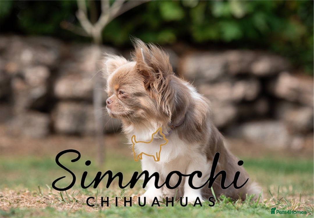 Chihuahua dogs for sale: True quality long coat  - Advert 7