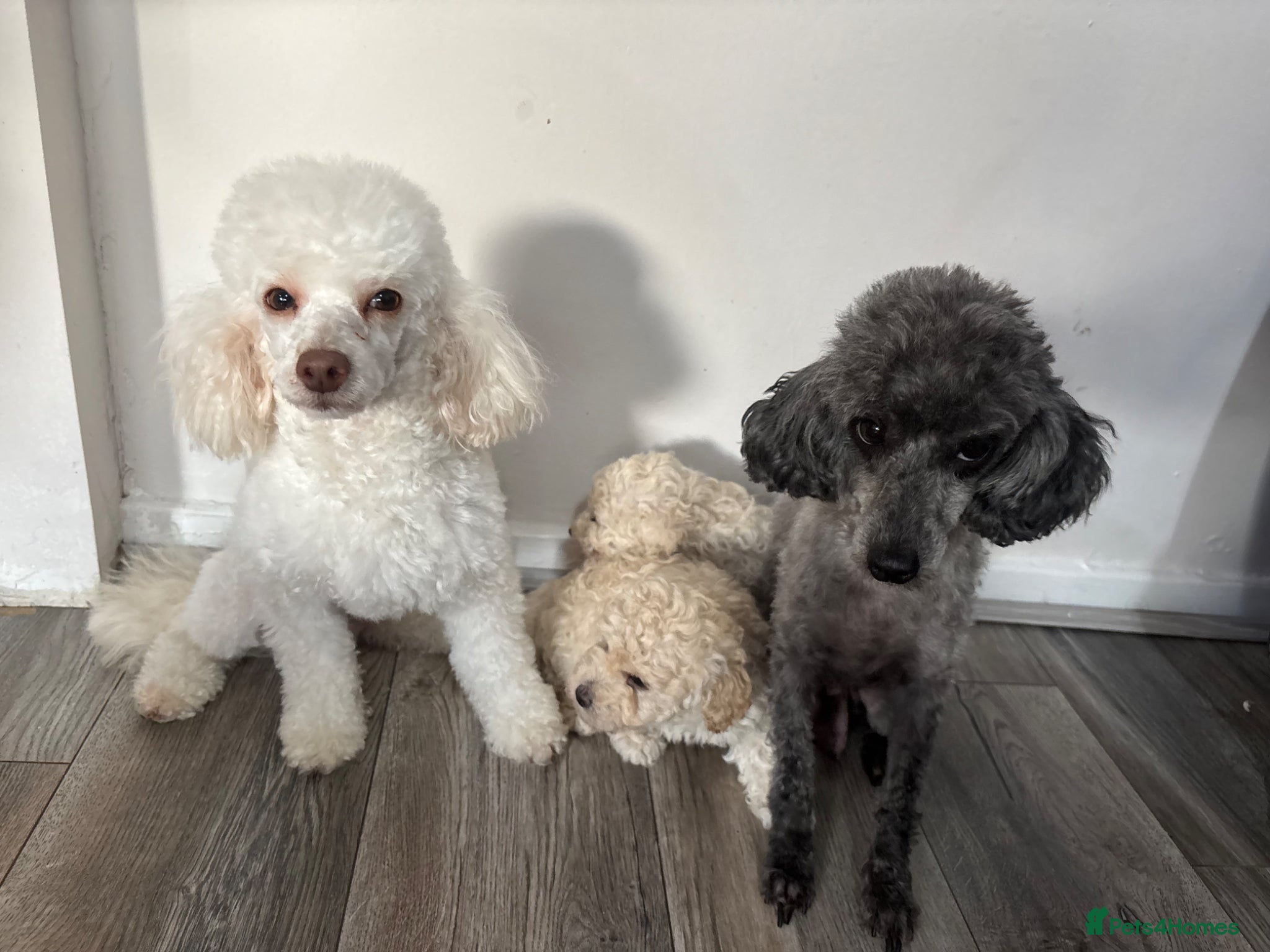 Toy Poodle dogs Stunning toy poodles  - Advert 2