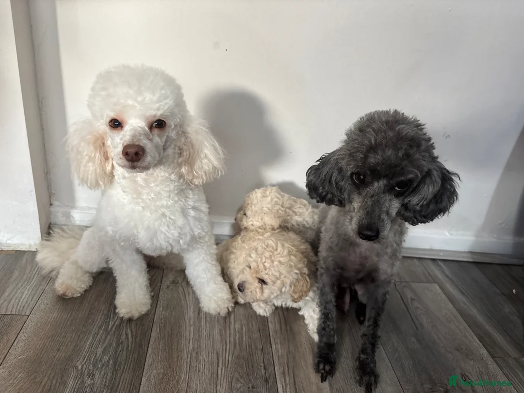 Toy Poodle dogs for sale: Stunning toy poodles  - Advert 2