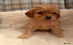 Cavapoo dogs for sale: Beautiful Boy Cavapoo puppies  - Image 2