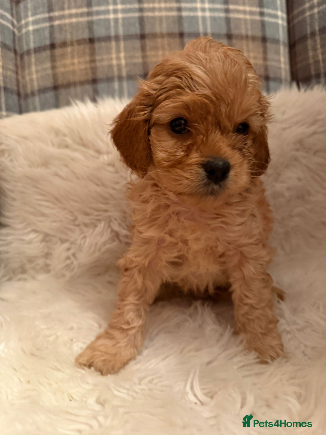 Cavapoo dogs for sale: Beautiful Boy Cavapoo puppies  - Image 2
