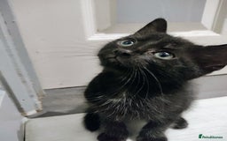 Mixed Breed cats for sale: 5 lovely kittens available  - Image 1