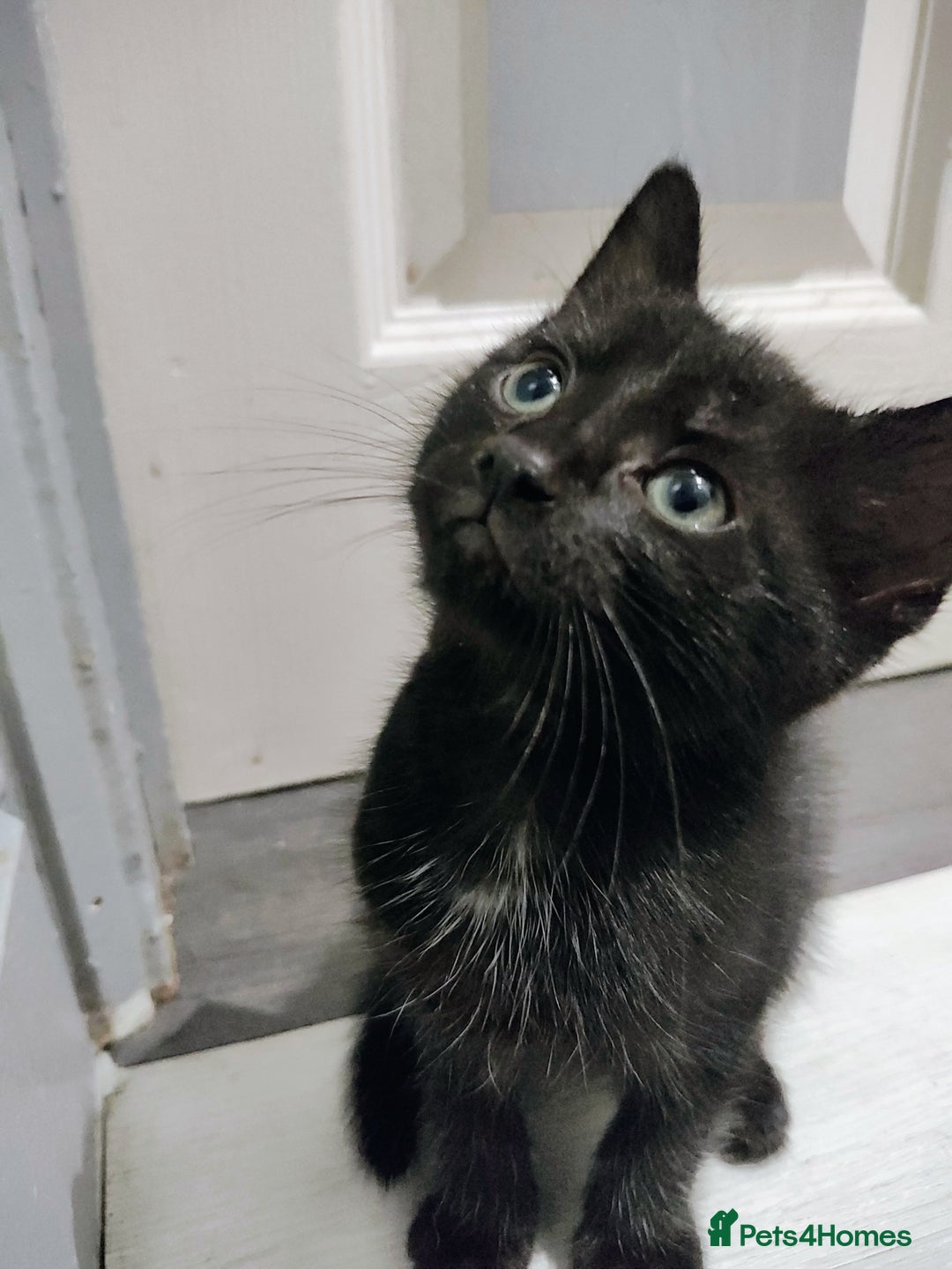 Mixed Breed cats for sale: 5 lovely kittens available  - Image 1