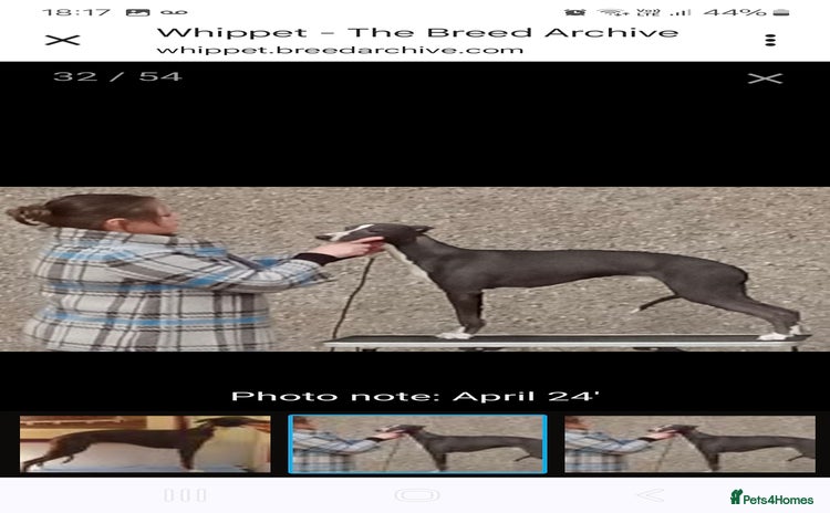 Whippet dogs for stud - Advert 2