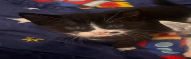 Black and white tuxedo with unique beauty spot (the playful lap cat)