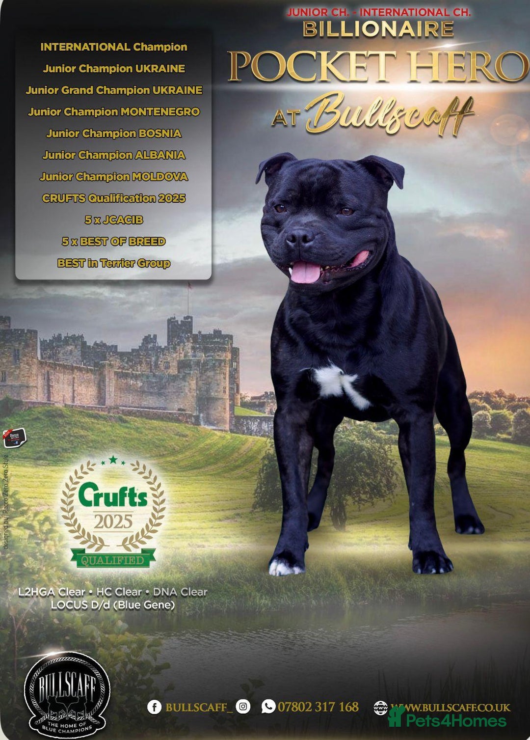 Staffordshire Bull Terrier dogs for sale: Beautiful Staffy Puppies (Blue and Black) - Image 5