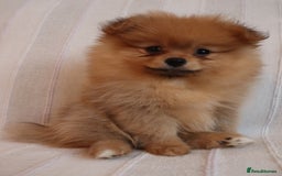 Pomeranian dogs for sale: Purebred Pomeranian Pups Raised with Love in LDN - Image 13