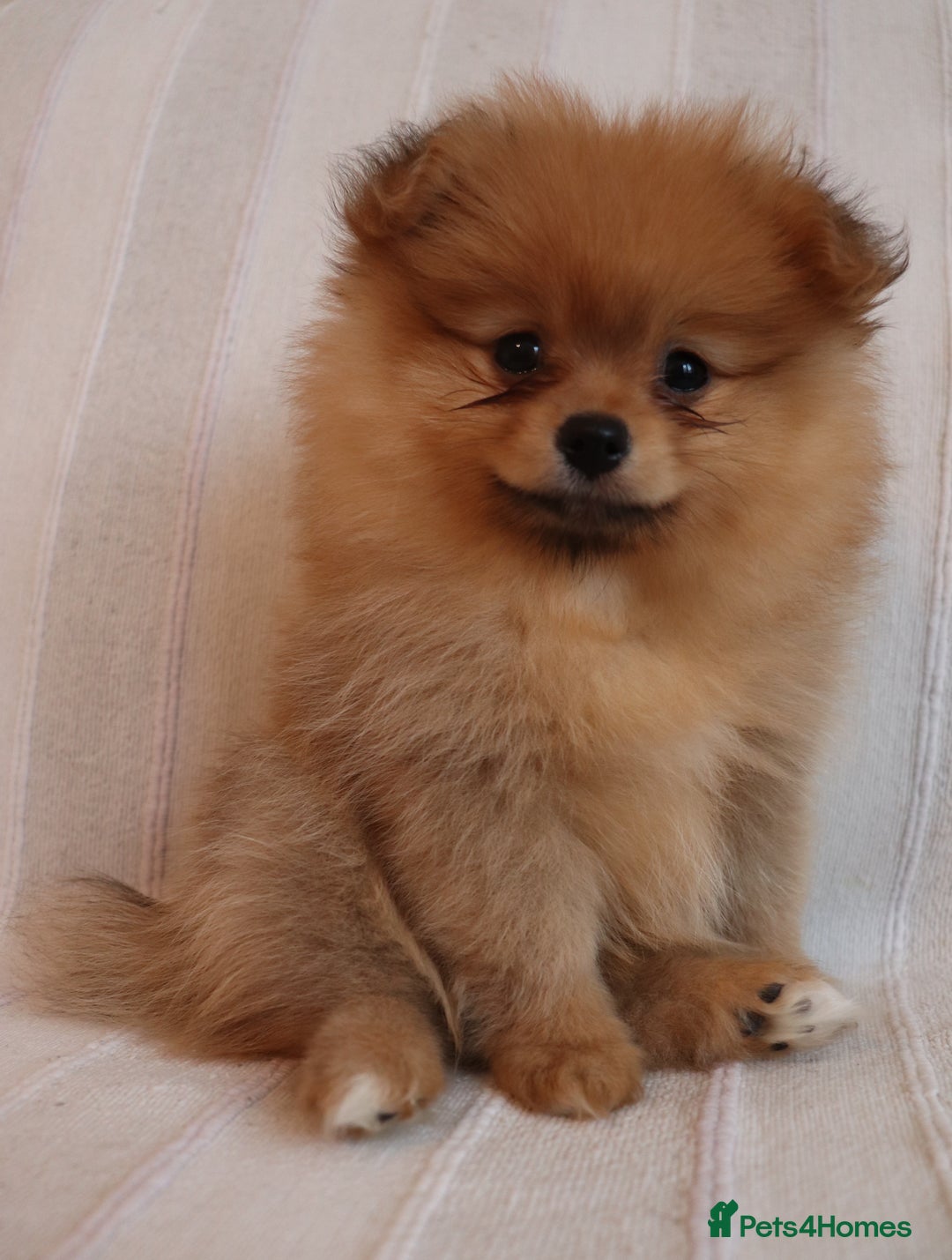 Pomeranian dogs for sale: Purebred Pomeranian Pups Raised with Love in LDN - Image 13