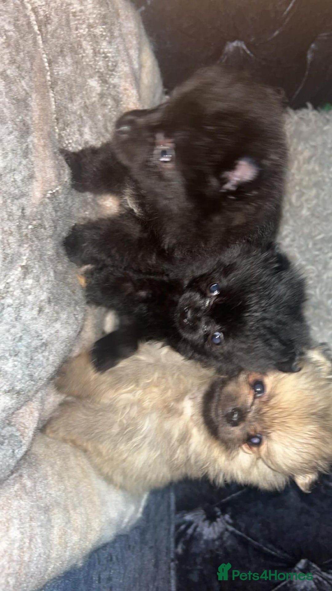 Pomeranian dogs for sale: Toy Pomeranian - Advert 21